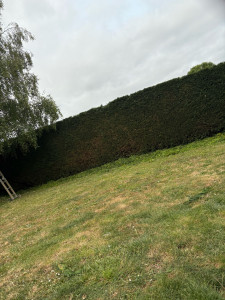 Photo de galerie - Bonjour, je me présente, je propose mes services d’entretien d’espace vert, taille deux haie débroussaillage, taille et abattage d’arbres mépris sont très compétitifs. N’hésitez pas devis et déplacement gratuit