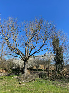 Photo de galerie - Suppression bois mort et allègement branches basses 