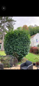 Photo de galerie - Rabattage d’un laurier 