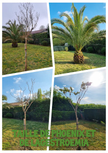 Photo de galerie - Taille de haies et d'arbustes