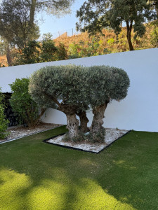 Photo de galerie - Taille de haies et d'arbustes