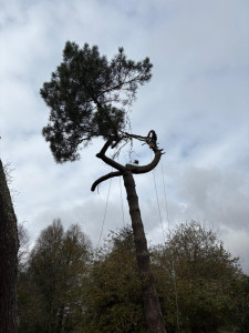 Photo de galerie - Elagage et coupe d'arbres