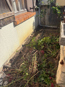 Photo de galerie - Enlèvement de mauvaises herbes, n’hésitez pas à me contacter devis et déplacement gratuit, prix très qualitatif