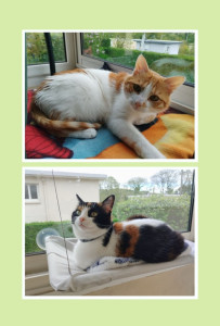 Photo de galerie - Uno et Sydney