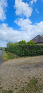 Photo de galerie - APRES 
taille de haie de laurier palmes. 