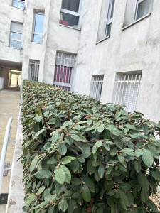 Photo de galerie - Taille de haies 