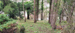 Photo de galerie - Après l'élagage et la coupe sur ce terrain très pentu avec des arbres de plus de 20 mètres.