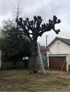 Photo de galerie - Élagage et coupe d’arbres