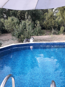 Photo de galerie - Ballade de votre toutou 
Possible de le garder à son domicile 