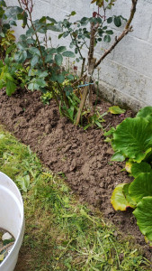 Photo de galerie - Bêchage de massifs 