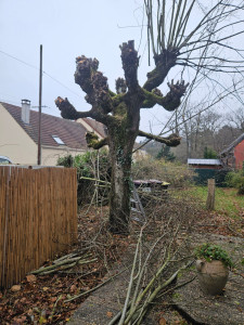 Photo de galerie - élagage d'un tilleul 