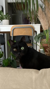 Photo de galerie - Garde de Kitty jolie et paisible minette de 14ans