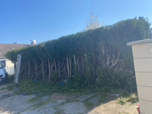 Photo de galerie - Je vous poste la photo après le taillage de la haie sur la commune de bruyères sur Oise 
merci pour votre confiance 