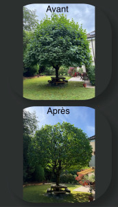 Photo de galerie - Elagage et coupe d'arbres