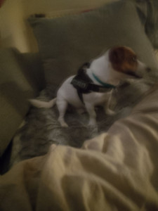 Photo de galerie - Bonjour voici le chien que je garde pour 3 semaines 