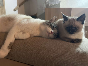 Photo de galerie - Mes deux chats 