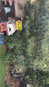 Photo de galerie - Paysagiste - Aménagement du jardin