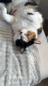 Photo de galerie - Garde chat