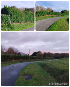 Photo de galerie - Elagage et coupe d'arbres