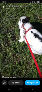 Photo de galerie - Ballades avec le petit Poussin ?