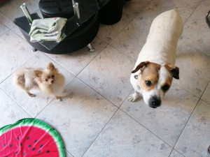 Photo de galerie - Un de mes chiens (le plus grand) et un chien en garde.