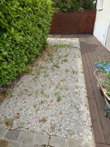 Photo de galerie - Tonte de pelouse - Débroussaillage