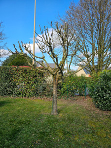 Photo de galerie - Elagage et coupe d'arbres