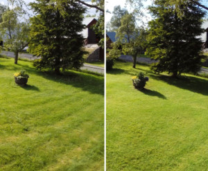 Photo de galerie - Tonte de pelouse - Débroussaillage