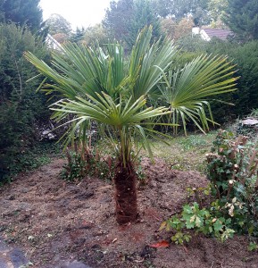 Photo de galerie - Dernière plantation, un palmier chanvre.