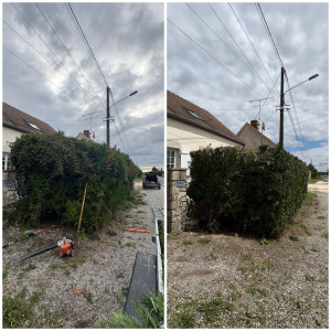 Photo de galerie - Elagage et coupe d'arbres