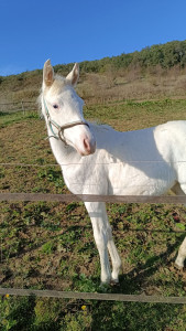 Photo de galerie - Gardiennage et pension 
chat chien rongeurs chevaux ect 