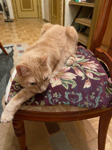 Photo de galerie - Garde chat