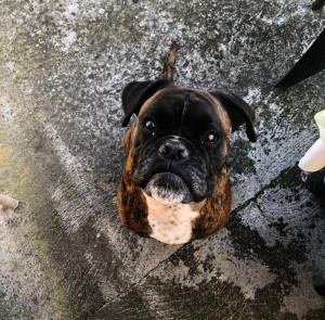 Photo de galerie - Garde chien