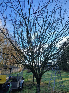 Photo de galerie - Pommier sans taille depuis des années