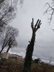 Photo de galerie - Élagage peuplier pour une commune 