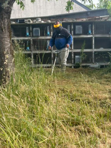 Photo de galerie - Tonte de pelouse - Débroussaillage