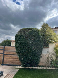 Photo de galerie - Taille laurier sauce 