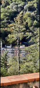 Photo de galerie - Elagage et coupe d'arbres