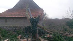 Photo de galerie - Elagage et coupe d'arbres