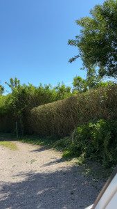 Photo de galerie - Taille de haies et d'arbustes