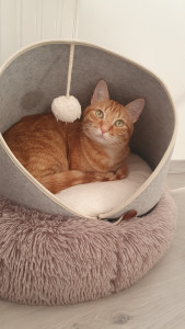 Photo de galerie - Mon chat Caramel