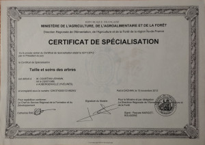 Photo de galerie - Elagage et coupe d'arbres