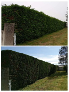 Photo de galerie - Taille de haies