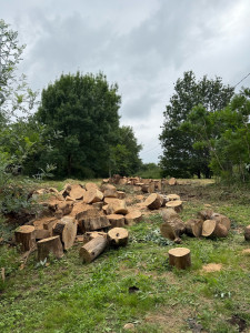 Photo de galerie - Elagage