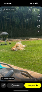 Photo de galerie - Je peu tondre vos pelouse,enlevez la mauvaise herbes entre vos dalles …. 