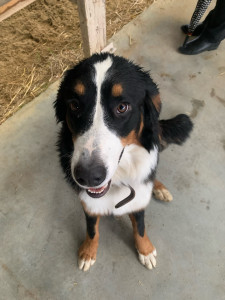 Photo de galerie - Jeu avec des chiens 