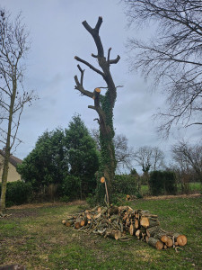 Photo de galerie - Coupe de saule     est netoyage  