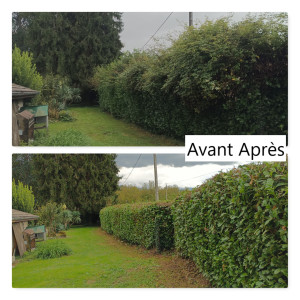 Photo de galerie - Taille d'une haie non entretenue depuis des années. 
