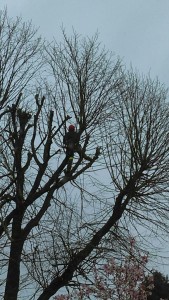 Photo de galerie - Elagage et coupe d'arbres