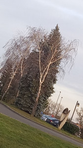 Photo de galerie - Peti abattage 